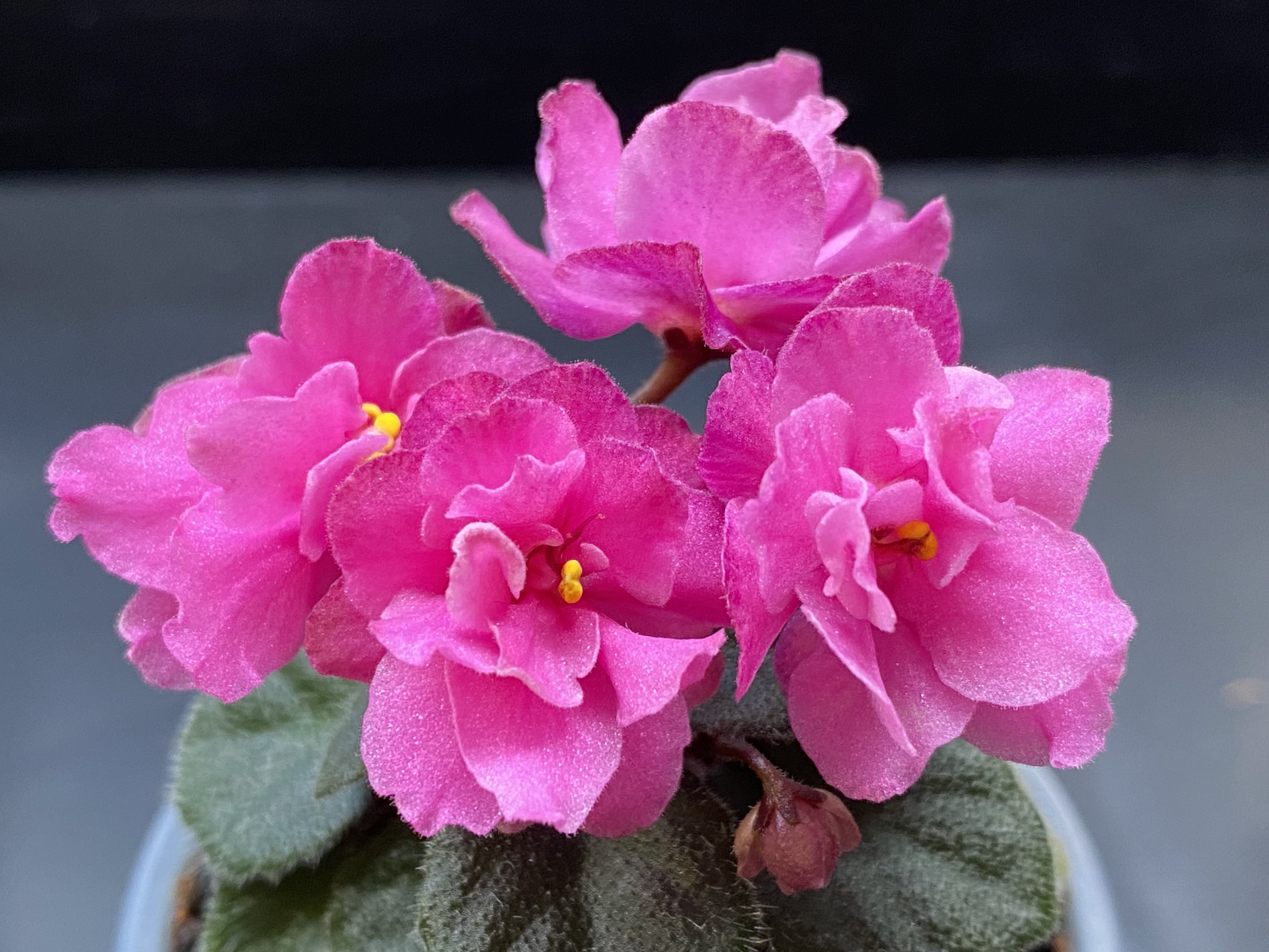 Small body, big blooms! This one reminds me of the water lilies in summer.