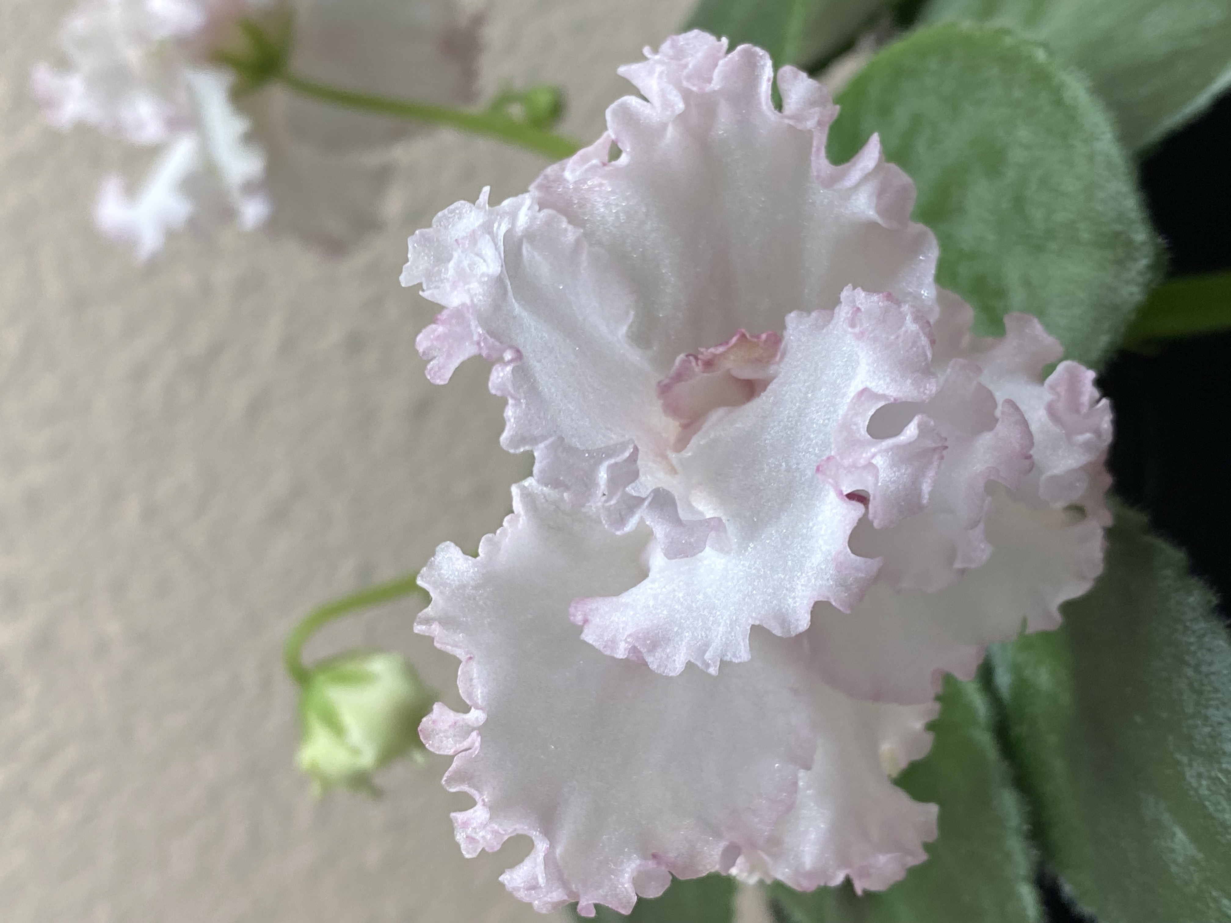 Owner photo needed for a Little Spring Lab original seedling