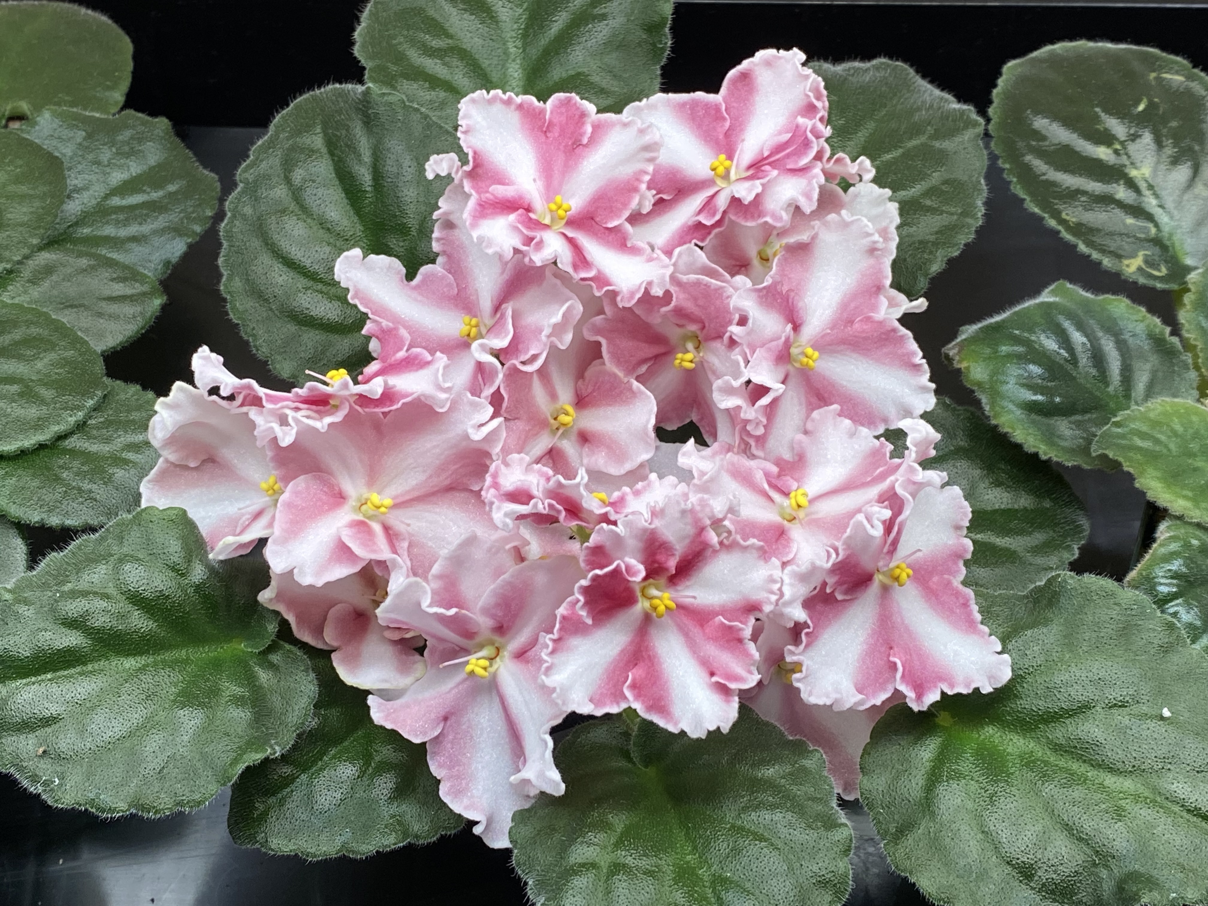 Rockin’ Romance in bloom