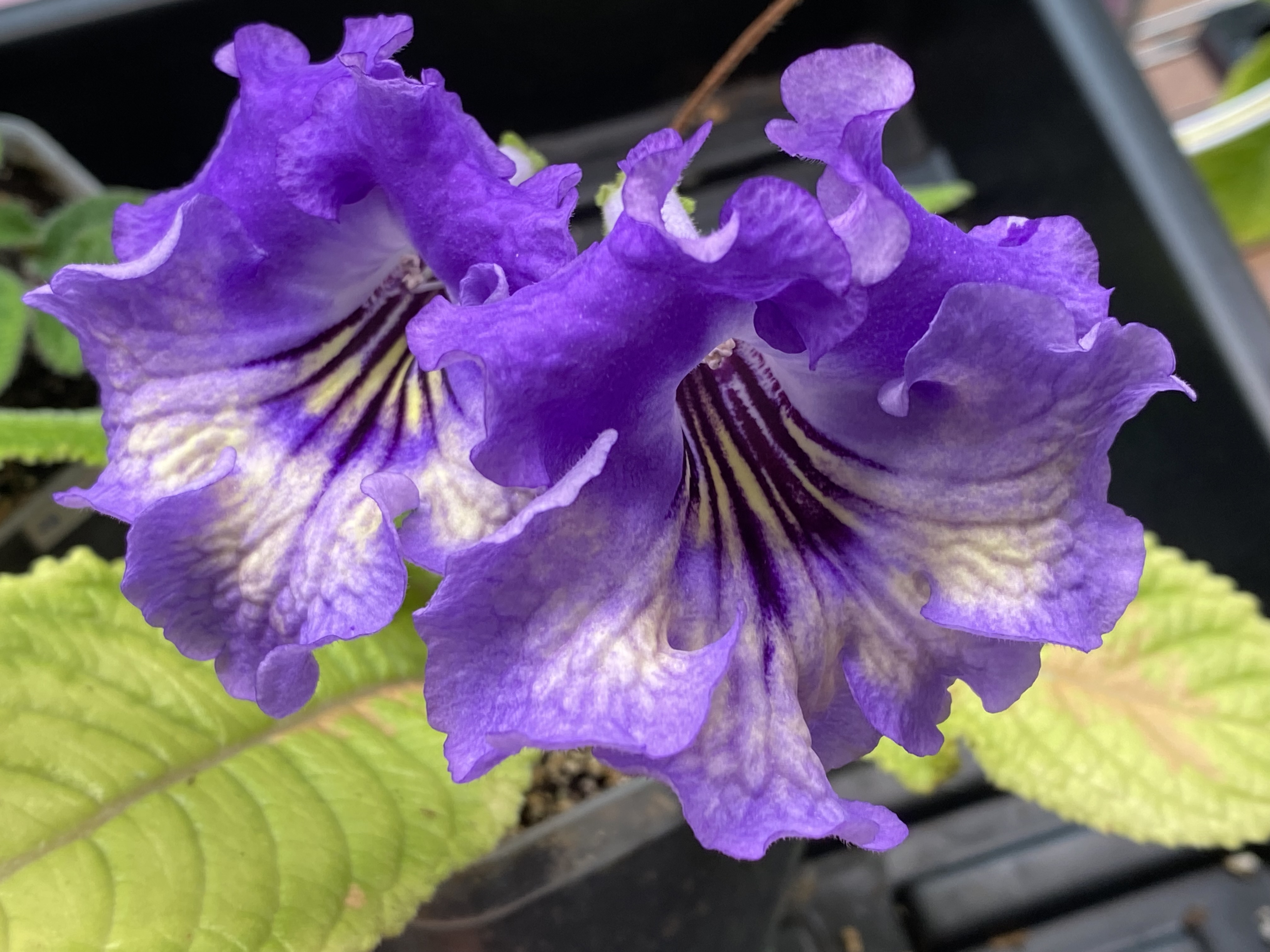 Serpente plant photo, photo 1 of 2