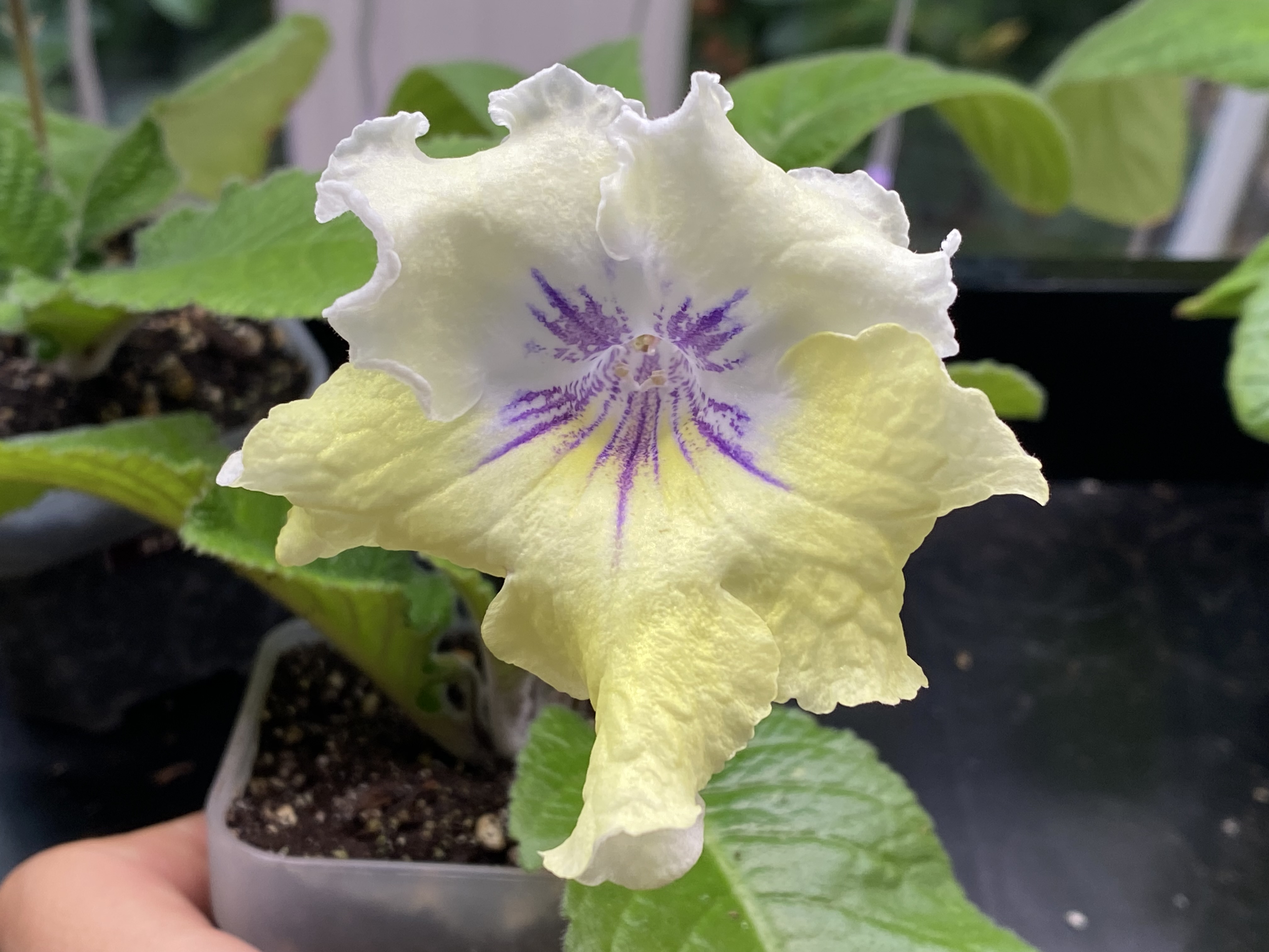Owner photo needed for a Streptocarpus collection plant