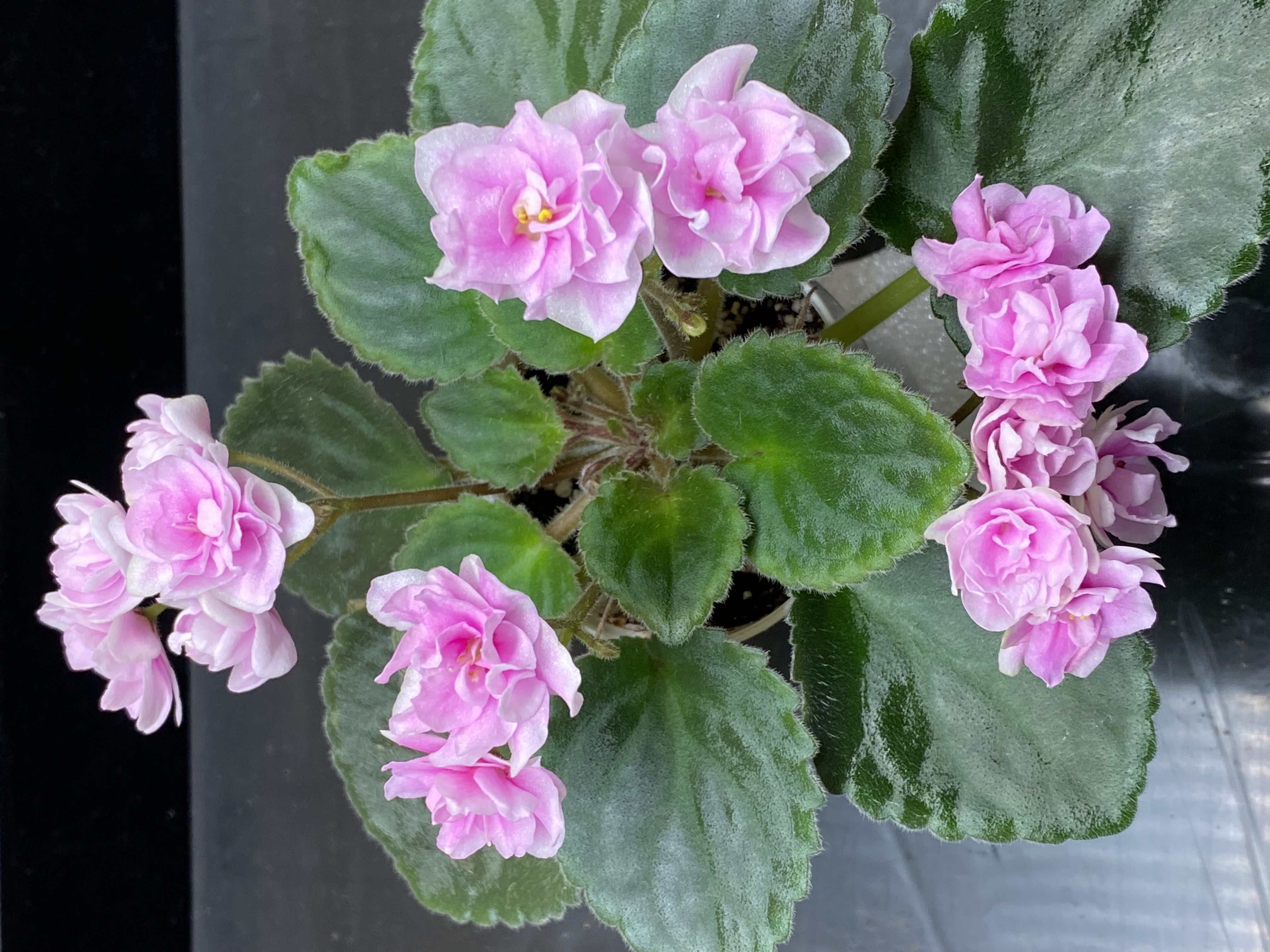 Owner photo needed for an African violet collection plant